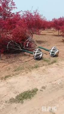 5公分日本红枫-红舞姬