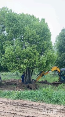 60公分(5杆)丛生香樟