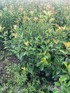 冠幅70厘米红叶石楠球