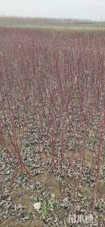 高度100厘米红瑞木