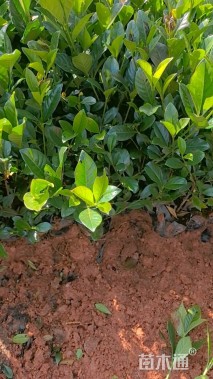 高度30厘米大叶栀子