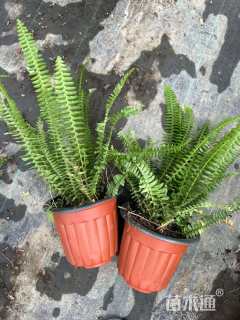 高度40厘米肾蕨