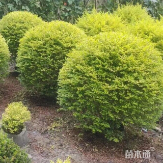 冠幅40厘米亮晶女贞球