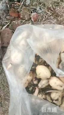 高度20厘米荷花