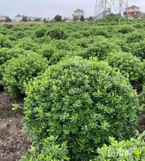 冠幅150厘米海桐球