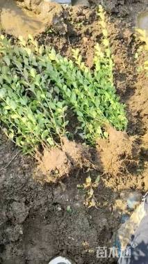 高度40厘米卫矛小苗