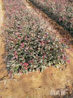 0.5公分红叶石楠