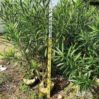 高度100厘米夹竹桃