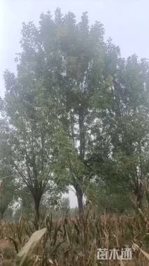 18公分白蜡