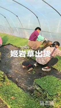 高度10厘米姬岩垂草