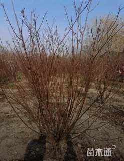 高度150厘米丛生榆叶梅