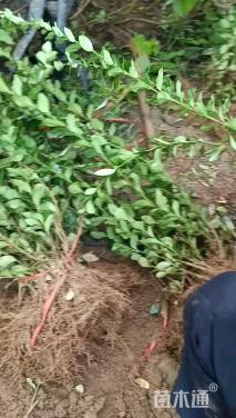 高度45厘米卫矛