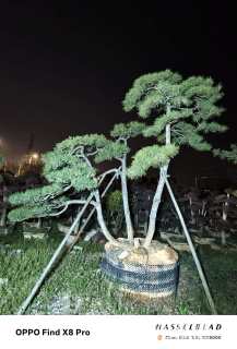 13公分造型黑松