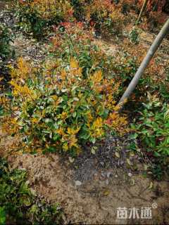 冠幅50厘米红叶石楠球