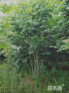 40公分丛生栾树