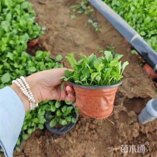 高度22厘米大滨菊