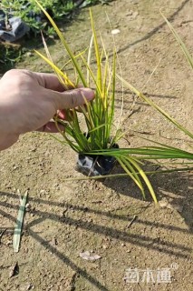 高度25厘米金叶菖蒲