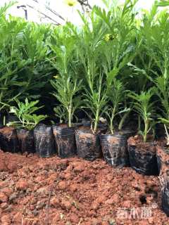 高度25厘米木春菊