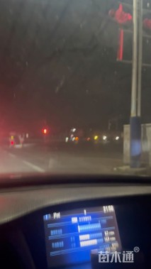 高度300厘米石榴