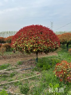 冠幅275厘米红叶石楠球