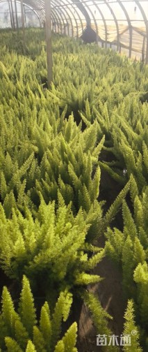 高度60厘米狐尾天门冬