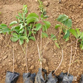 65厘米五叶地锦