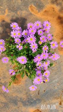 高度25厘米姬小菊