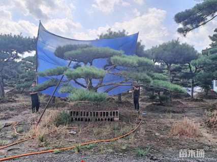 35公分造型松