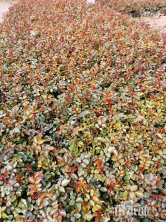 高度40厘米月季