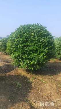 高度180厘米水蜡球