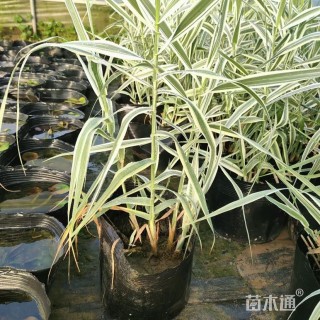 高度25厘米花叶芦竹