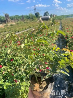 高度40厘米红帽月季