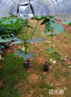 高度25厘米八角金盘