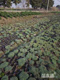 高度20厘米中华景天