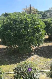 高度150厘米非洲茉莉球