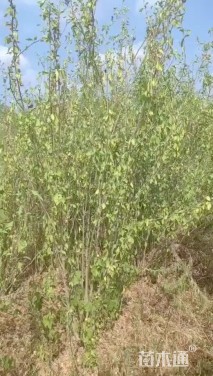 高度200厘米丛生木槿