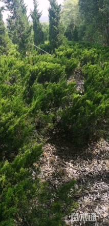 冠幅100厘米龙柏球