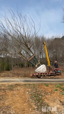 80公分(5杆)丛生朴树