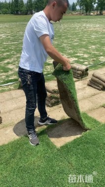 草块状天堂草