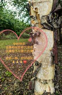 8公分白桦