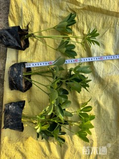 高度30厘米鸭脚木