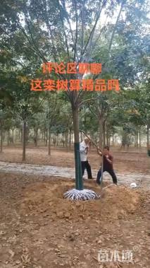 20公分黄山栾树