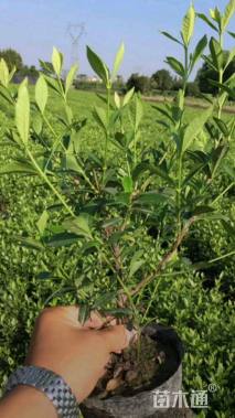 高度45厘米中叶栀子