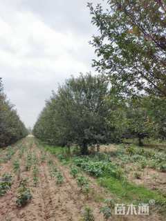 20公分绚丽海棠