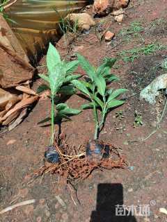 高度20厘米洒金珊瑚