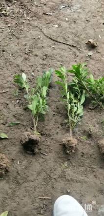 高度40厘米毛鹃