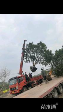 20公分(10杆)丛生香橼