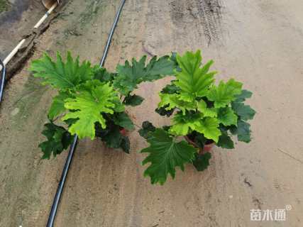 高度35厘米春羽