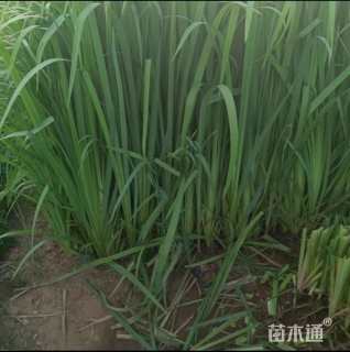 高度30厘米黄菖蒲