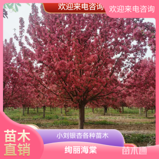15公分绚丽海棠
